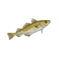 Bacalhau