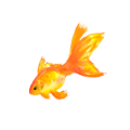 Peixe Dourado
