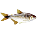 Lambari