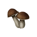 Cogumelo