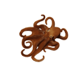 Polvo