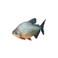 Pacu