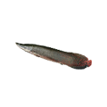 Pirarucu