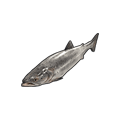 Salmão