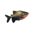 Tambaqui