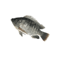 Tilápia