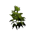 Clonagem de Maconha
