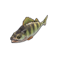 Perca Amarela